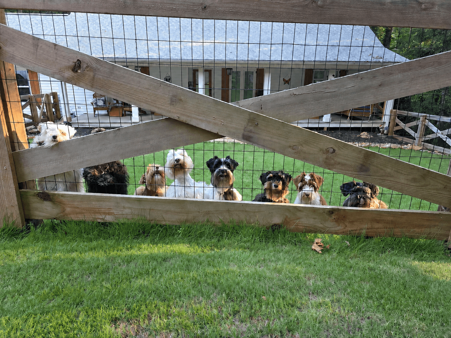 The complete A Schnauzer’s Love family of Schnauzers together in their fenced yard